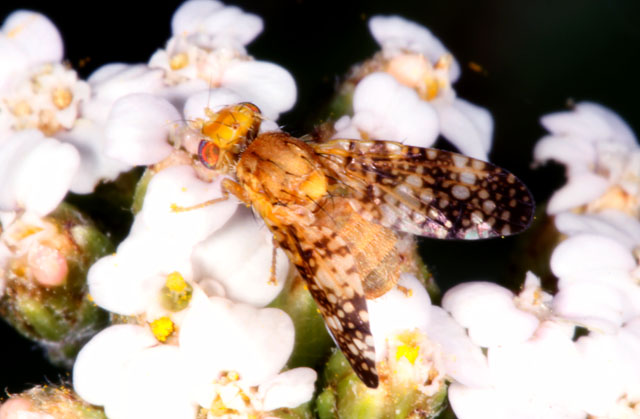 Oxyna flavipennis - Copyright Denis Bourgeois